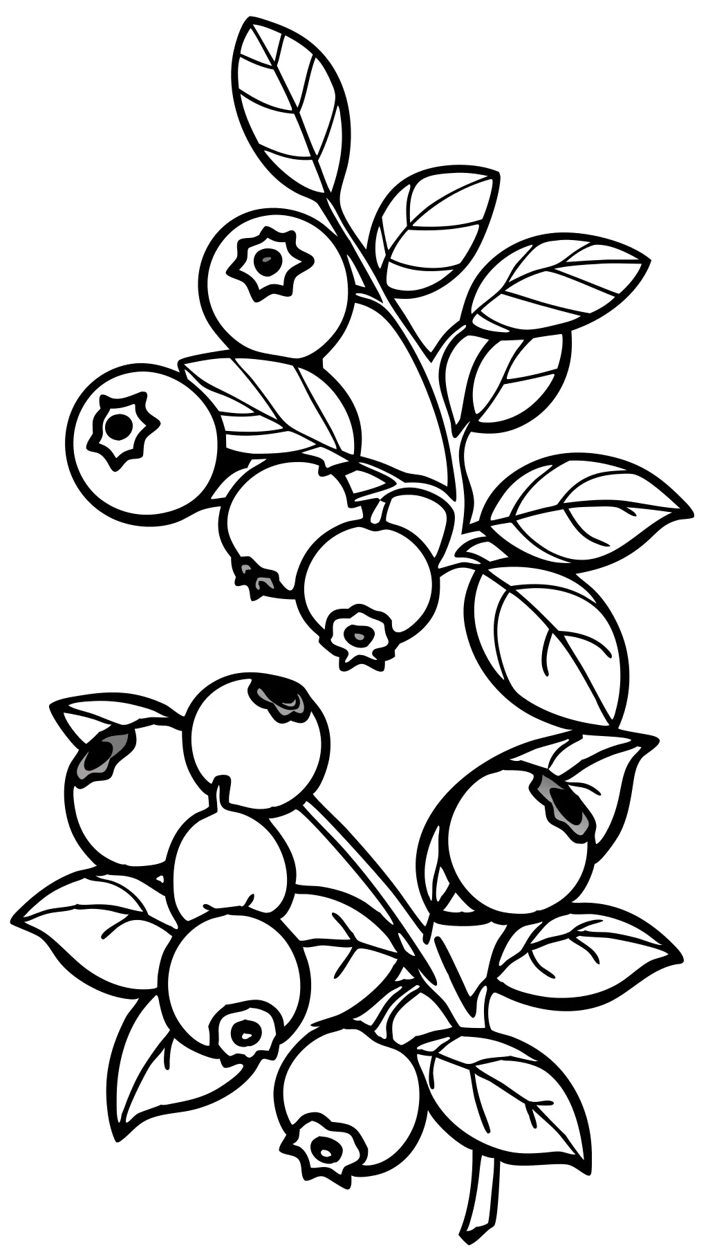 blueberry coloring page